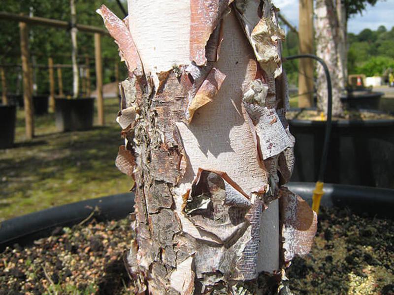 Betula nigra 2