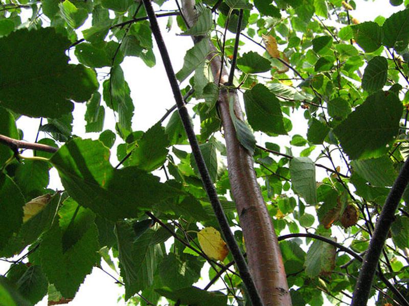 Betula papyrifera
