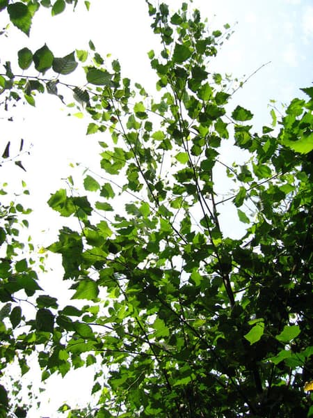 Betula pendula 1