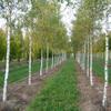 Betula pendula 10