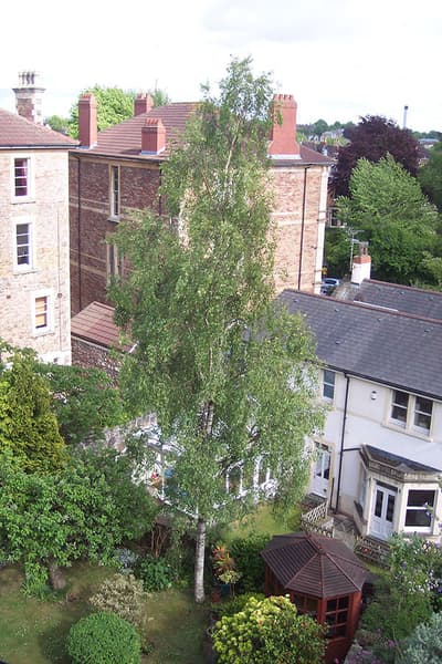 Betula pendula 11