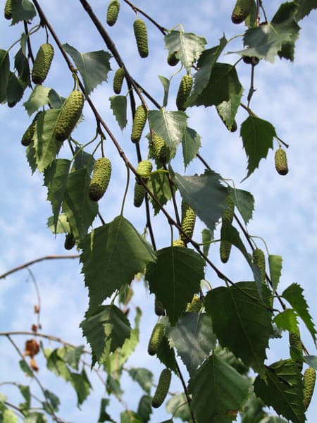 Betula pendula 2
