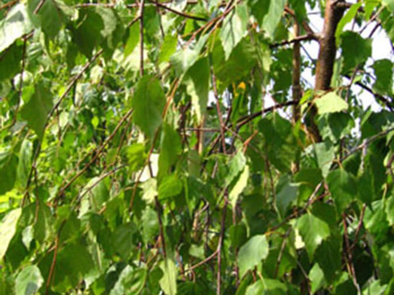 Betula pendula tristis 1