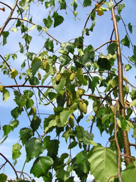 Betula pendula youngii 1
