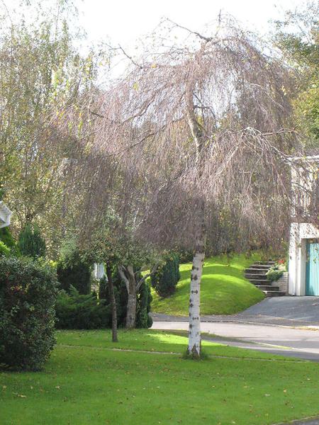 Betula pendula youngii 11