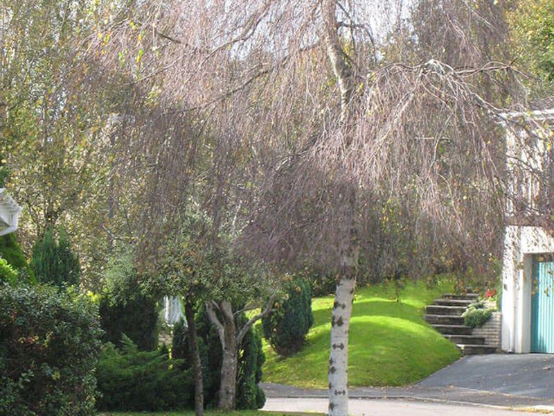 Betula pendula youngii 11