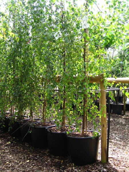 Betula pendula youngii 6
