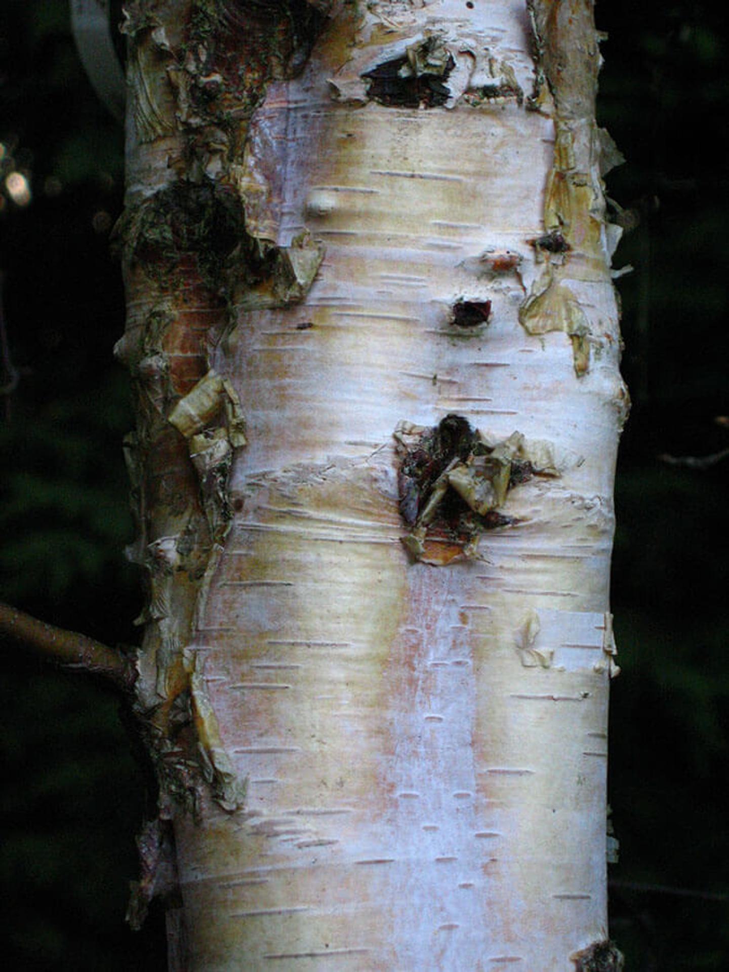 Betula pubescens 2