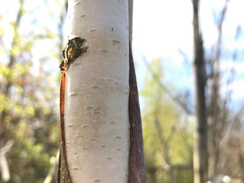 Betula utilis grayswood 1