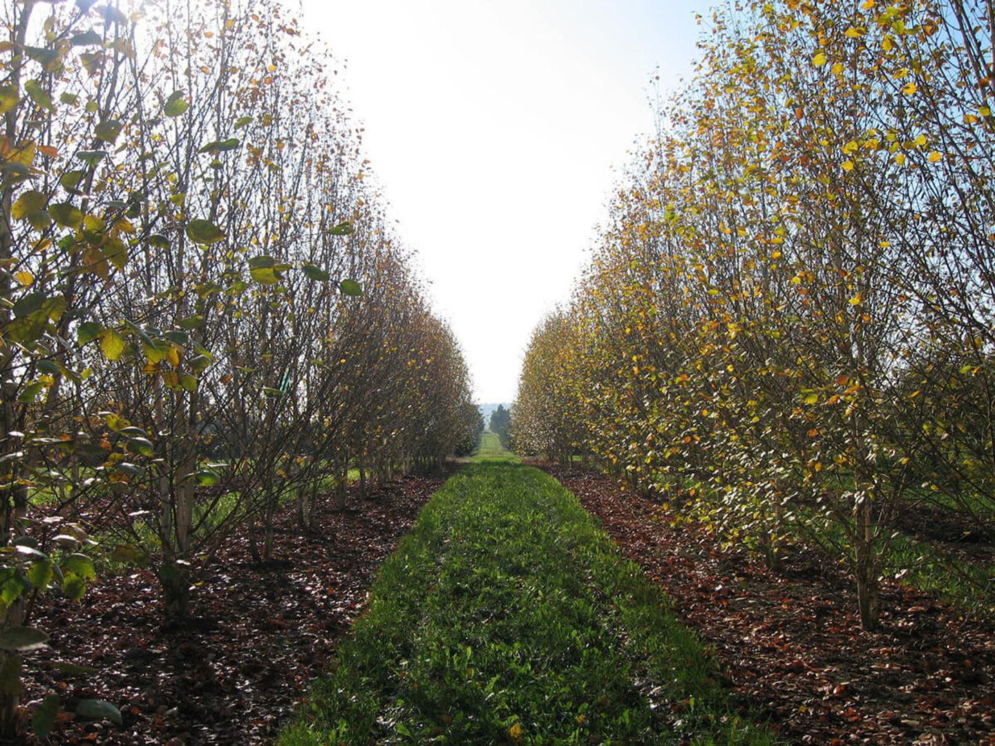 Betula utilis jacquemontii 33