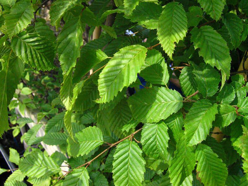 CARPINUS BETULUS 19