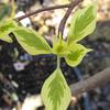 CORNUS CONTROVERSA VARIEGATA 1