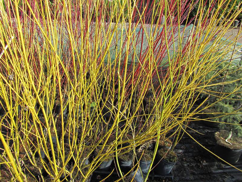 CORNUS STOLONIFERA FLAVIRAMEA 1