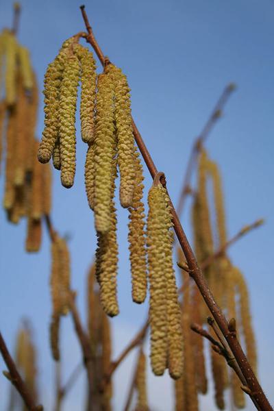 CORYLUS AVELLANA 9