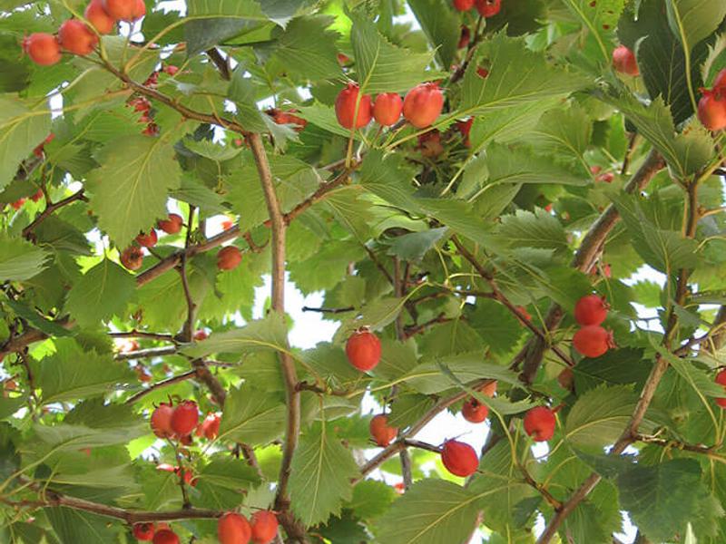 CRATAEGUS CRUS GALLI 9