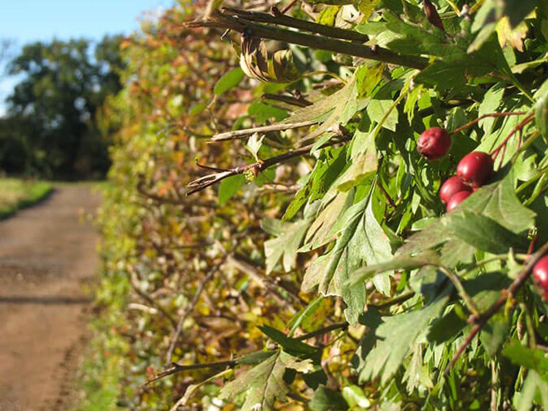 CRATAEGUS MONOGYNA 18