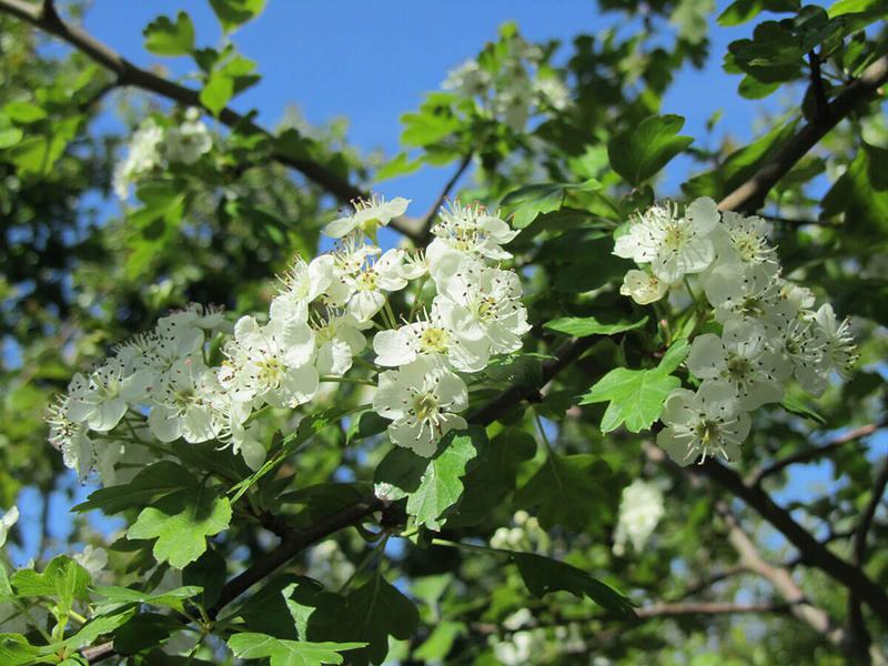 CRATAEGUS MONOGYNA 24