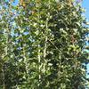 CRATAEGUS MONOGYNA STRICTA 5