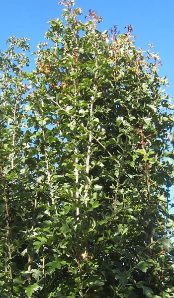 CRATAEGUS MONOGYNA STRICTA 5