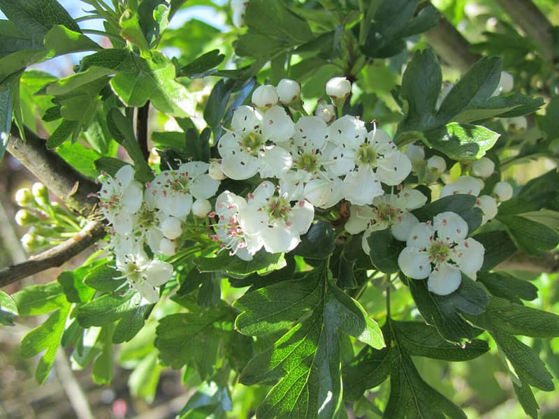 CRATAEGUS MONOGYNA STRICTA 7