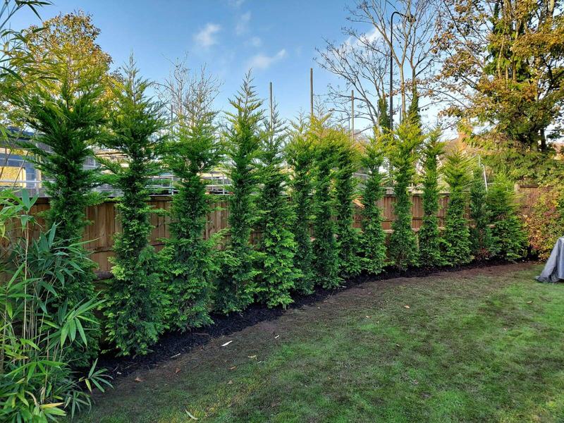 CUPRESSOCYPARIS LEYLANDII GOLD RIDER