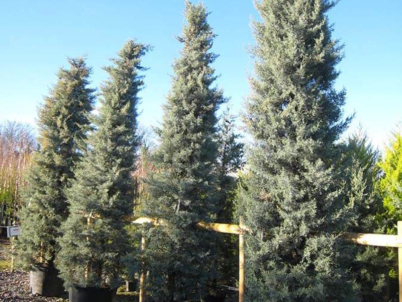 CUPRESSUS ARIZONICA FASTIGIATA 1b