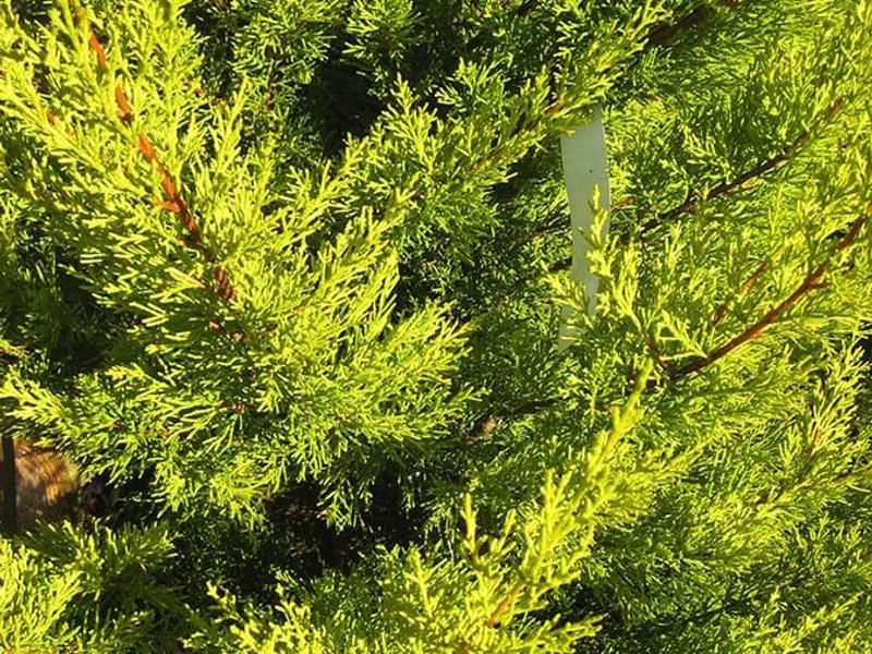 CUPRESSUS MACROCARPA GOLDCREST 4b