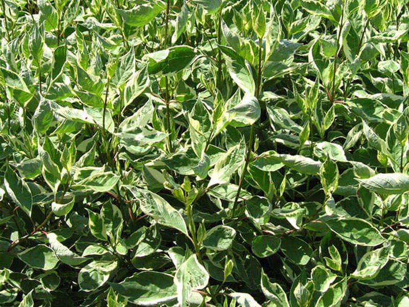 Cornus Alba Elegantissim