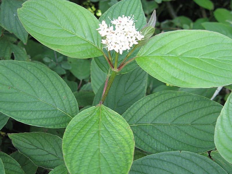 Cornus Sanguinea 3