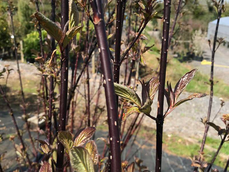 Cornus alba kesselringii 1