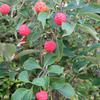 Cornus kousa 4