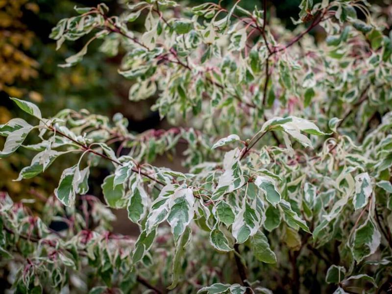 Cornus controversa Variegata 9