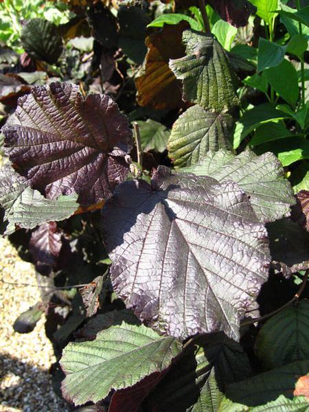 Corylus Maxima Purpurea 1