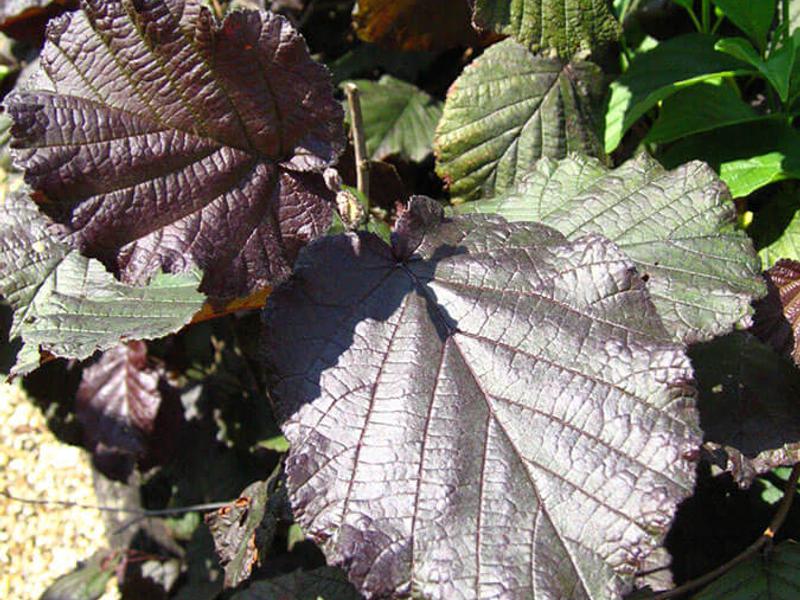 Corylus Maxima Purpurea 1