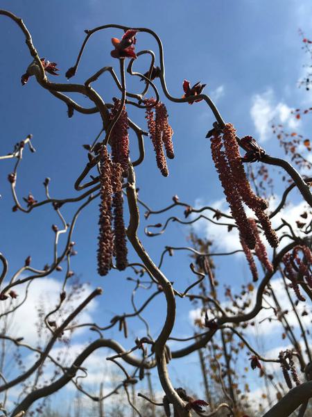 Corylus avellana Red Majestic 2