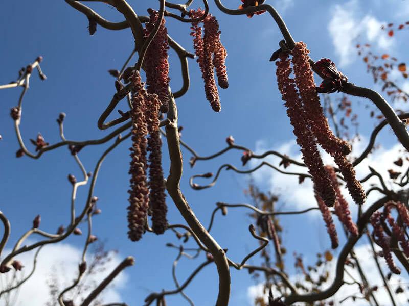 Corylus avellana Red Majestic 2