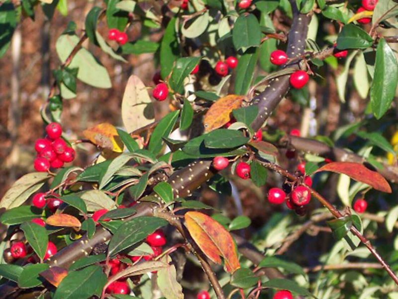 Cotoneaster Hybridus Pendulus 1