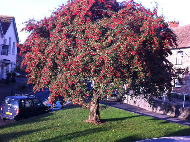 Cotoneaster cornubia 4