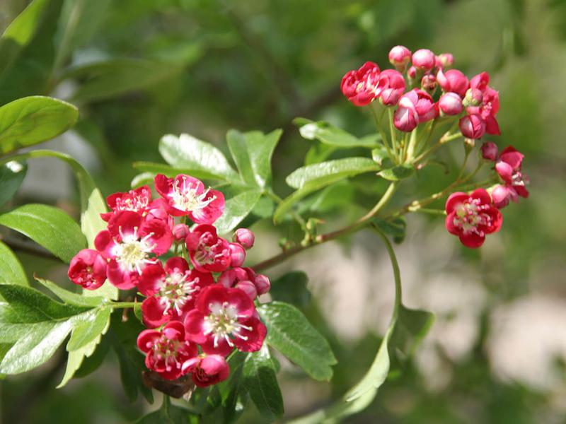 Crataegus Crimson Cloud 1