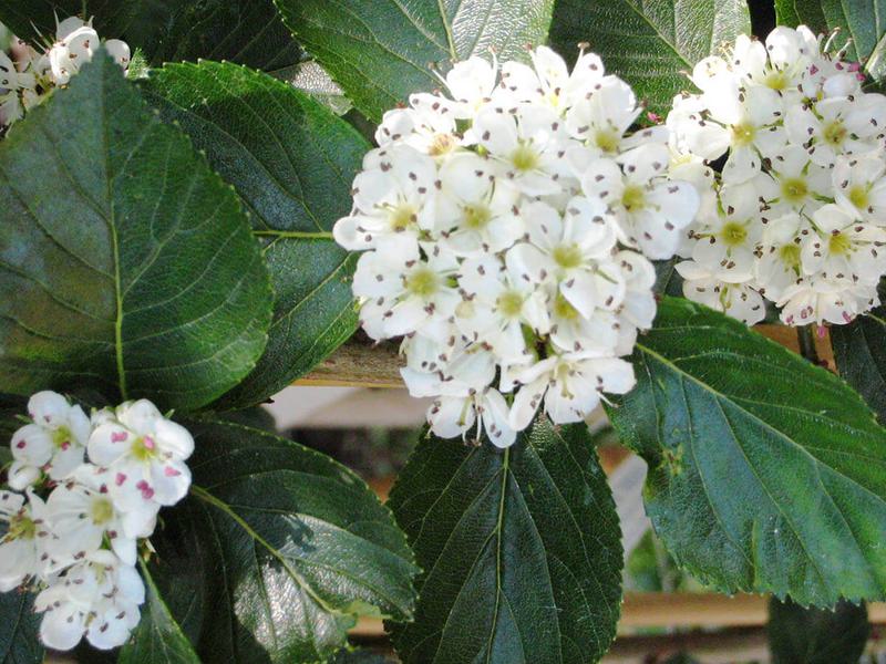 Crataegus prunifolia splendens 6