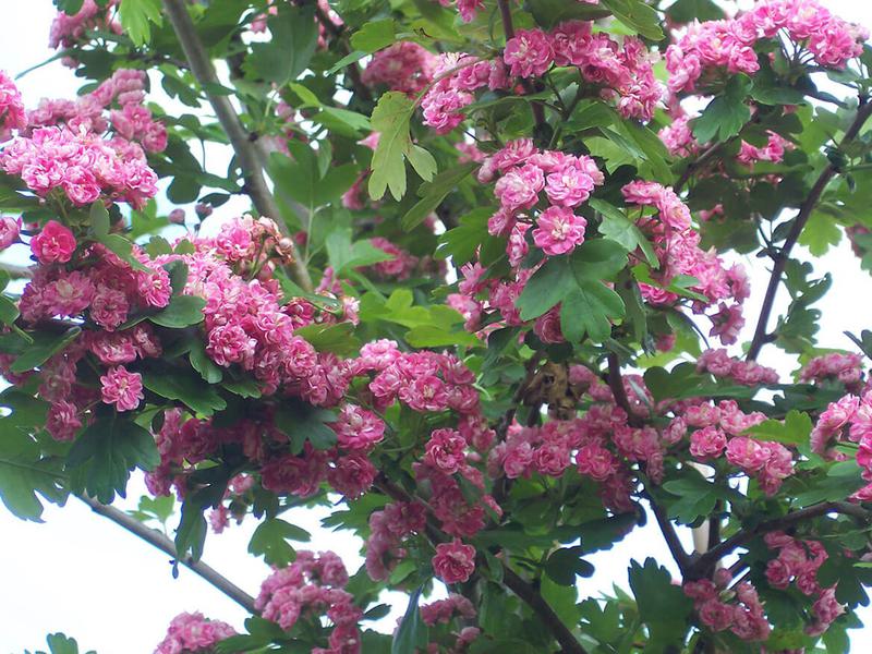 Cratagus Rosea Flore Pleno 7