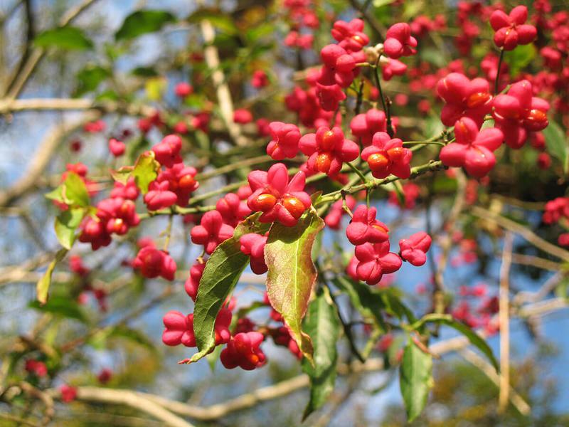 EUONYMUS EUROPAEUS 10