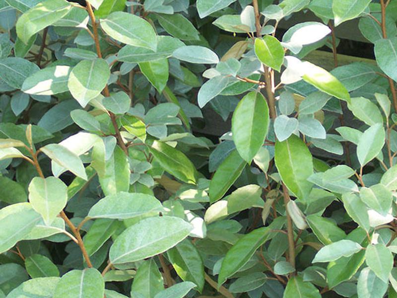 Elaeagnus ebbingei 6