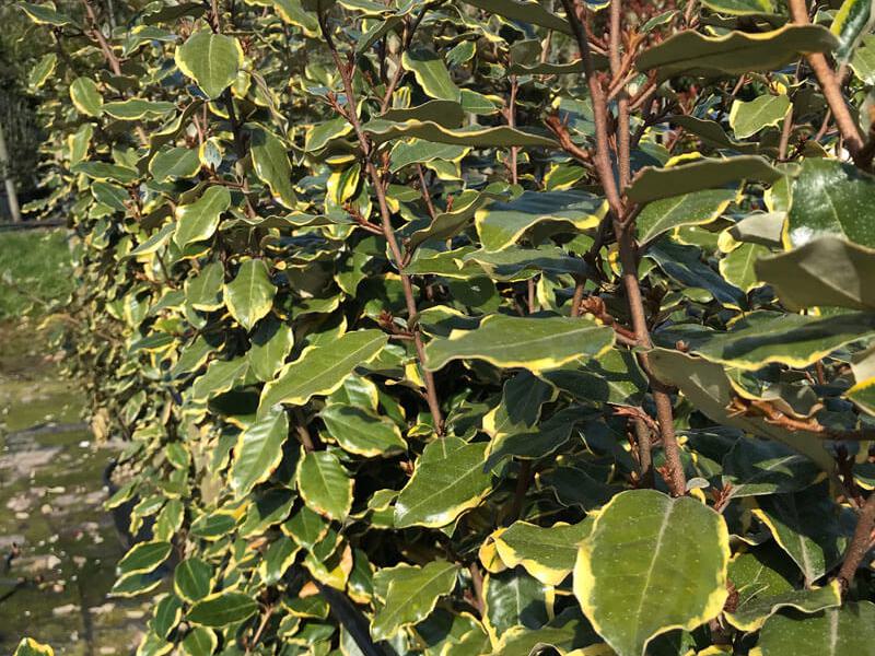 Elaeagnus ebbingei Vivileg 1