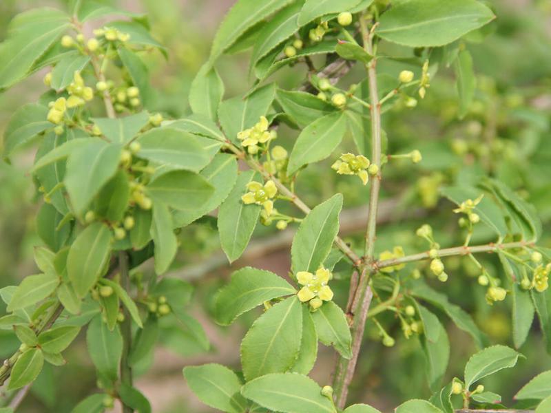 Euonymus Alatus