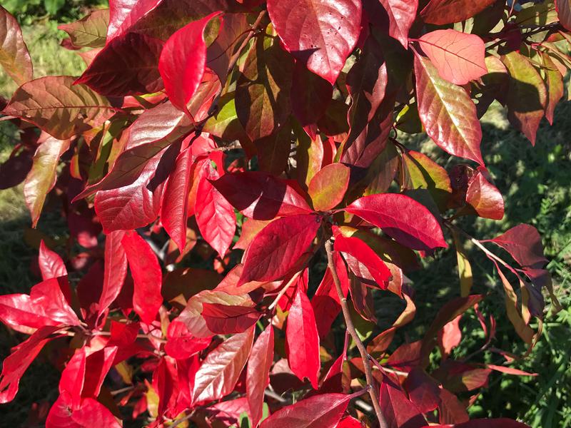 Euonymus Europaeus Red Cascade 1200 3