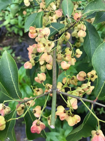 Euonymus hamiltonianus 1