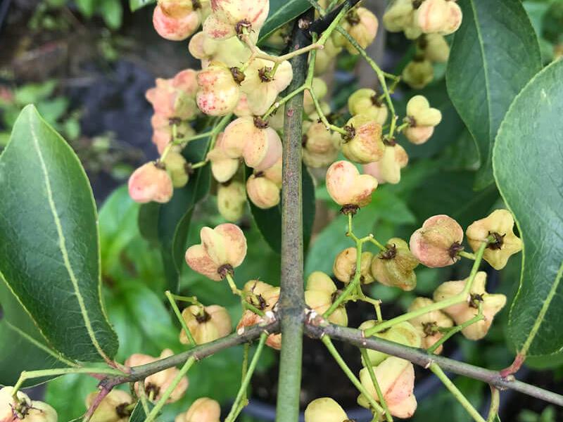 Euonymus hamiltonianus 1