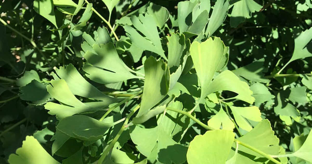 Fastigate Tree Shape Fastigiate Maidenhair Tree - GINKGO BILOBA… | Chew Valley Trees