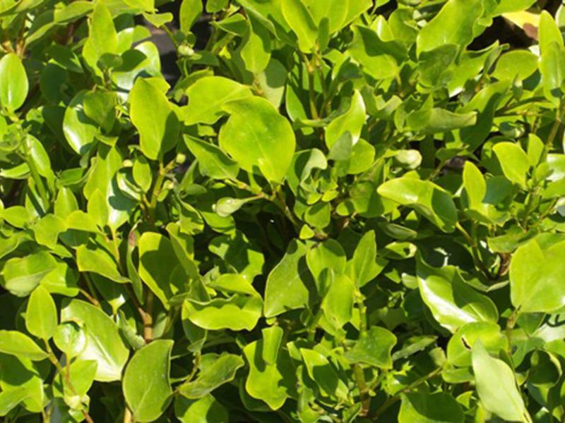 Griselinia Littoralis 1